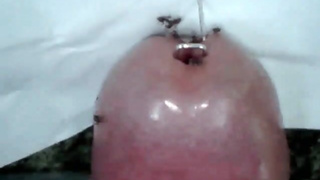 ants in peehole
