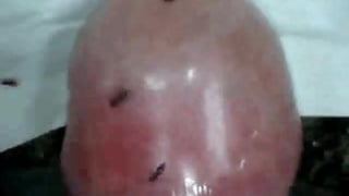 ants in peehole