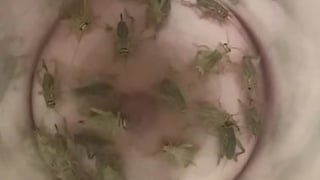 Cricket nipple feeding