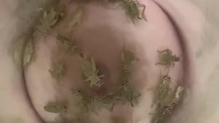 Cricket nipple feeding