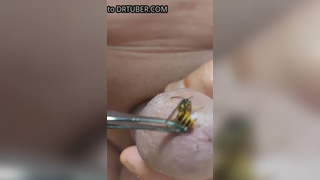 Brutal pain cbt insertion bdsm extrem pervers wasp 2