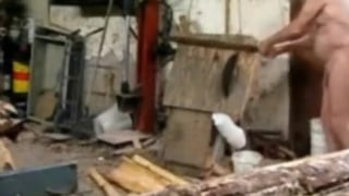 Silver Fox Strokes Wood at the Sawmill