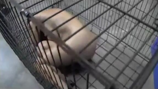 ballgaged cage girl try to drink