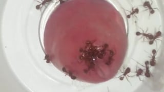 Ants Bite and sting cock