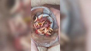 Maggots stuffing in